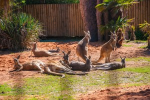 Canguri australiani
