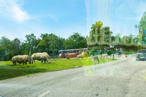 attraverso vetro auto
