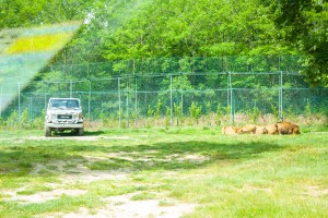 attraverso vetro auto