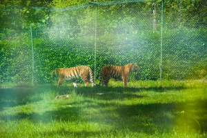 attraverso vetro auto