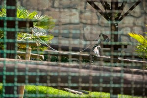 Lemure coda ad anelli